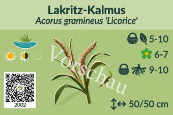 Lakritz Kalmus