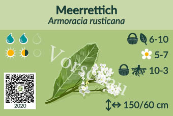 Meerrettich