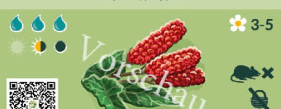 Arum italicum