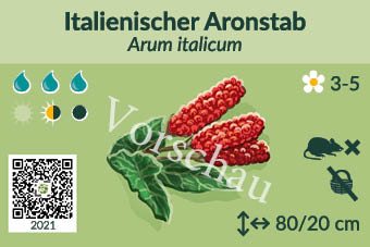 Italienischer Aronstab