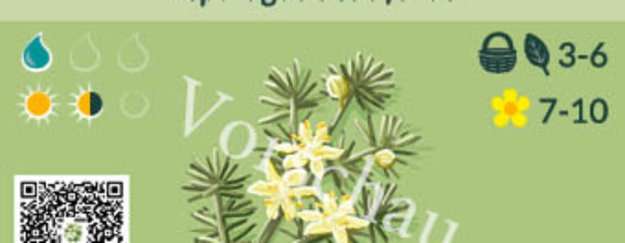 Asparagus acutifolius