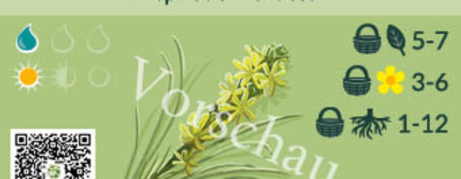 Asphodeline lutea
