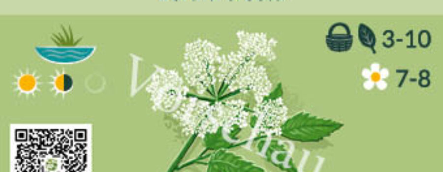 Berula erecta