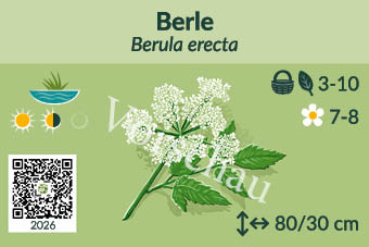 Berle