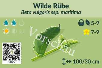 Wilde Rübe