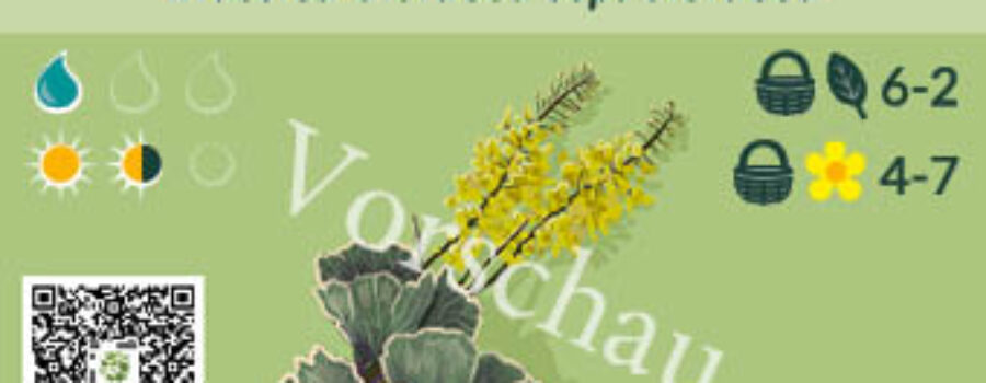 Brassica oleracea ssp. oleracea