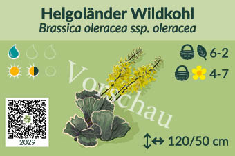 Helgoländer Wildkohl