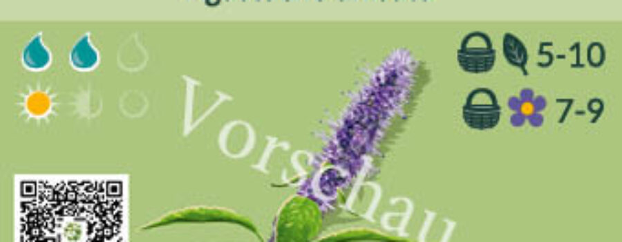 Agastache anisata