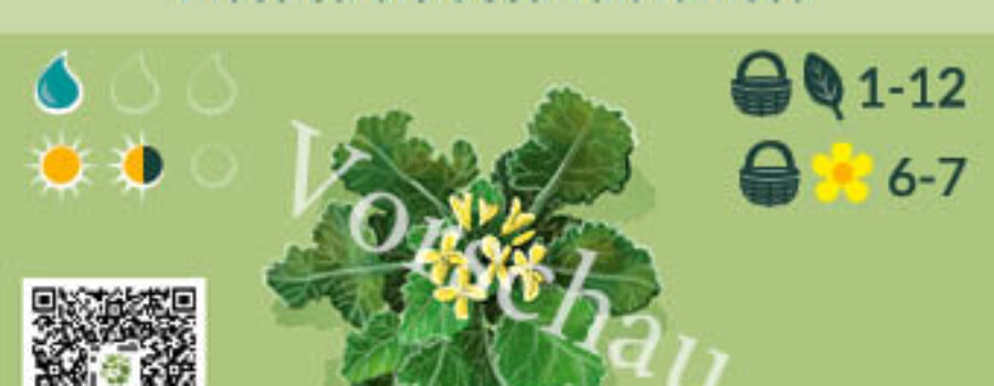 Brassica oleracea var. ramosa