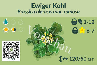 Ewiger Kohl