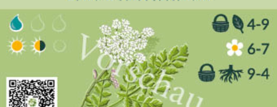 Bunium bulbocastanum