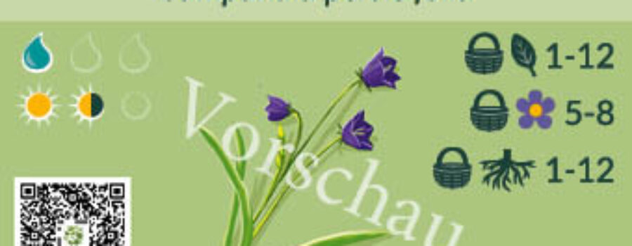 Campanula persicifolia