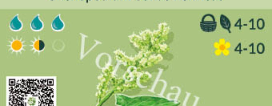 Chenopodium bonus henricus
