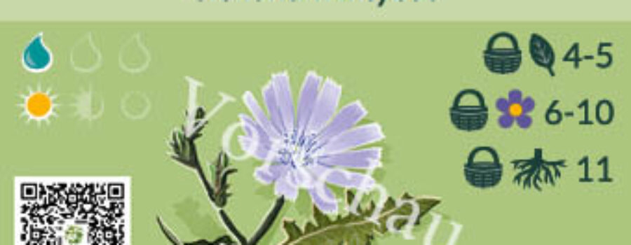 Cichorium intybus