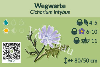 Wegwarte