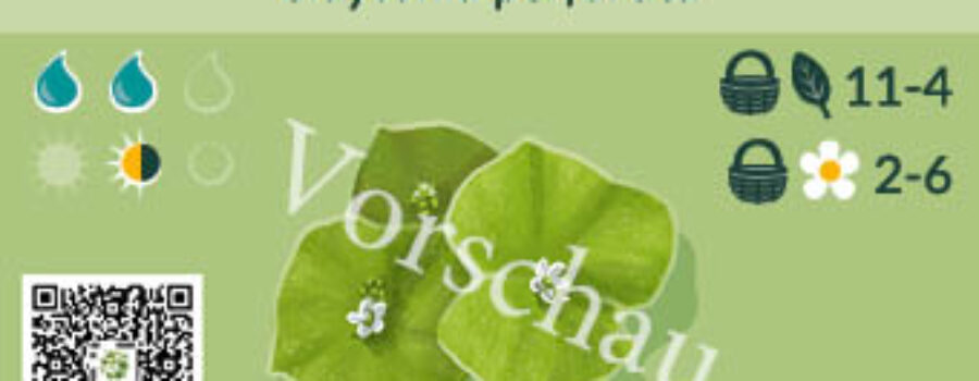 Claytonia perfoliata