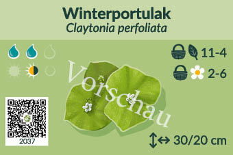 Winterportulak