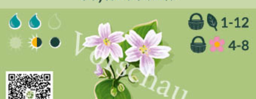 Claytonia sibirica