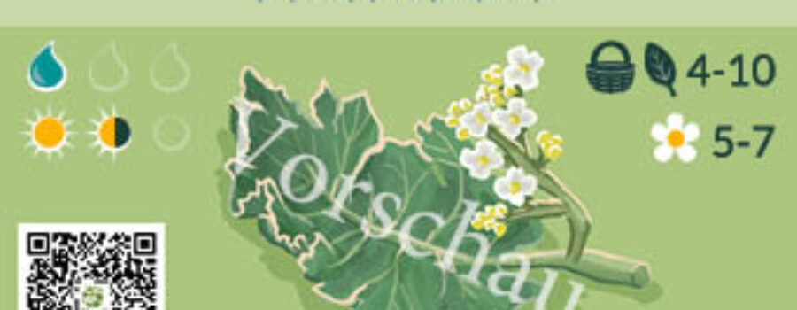 Crambe maritima