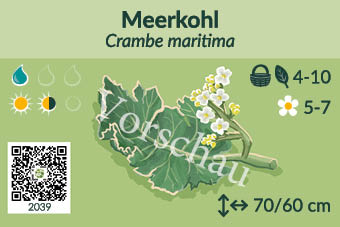 Meerkohl