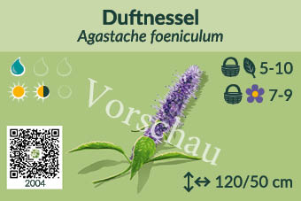 Duftnessel