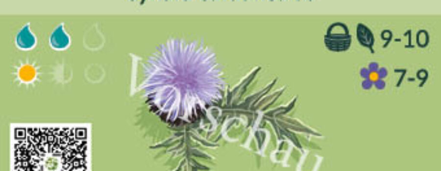 Cynara cardunculus