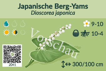 Japanische Berg-Yams