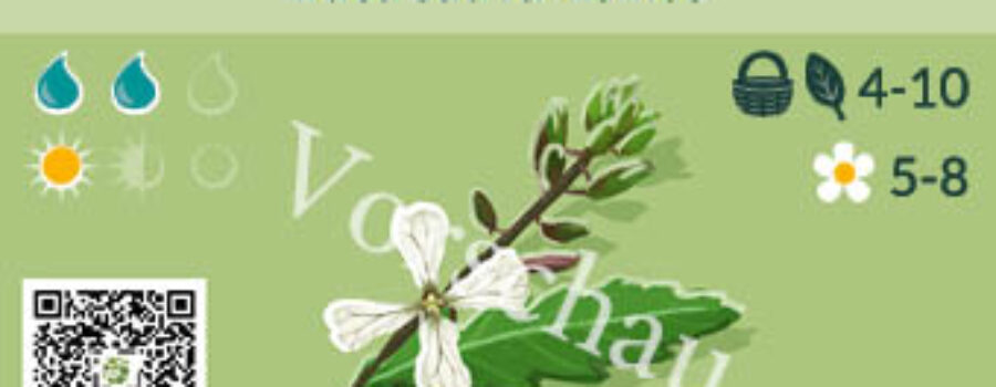 Eruca vesicaria sativa