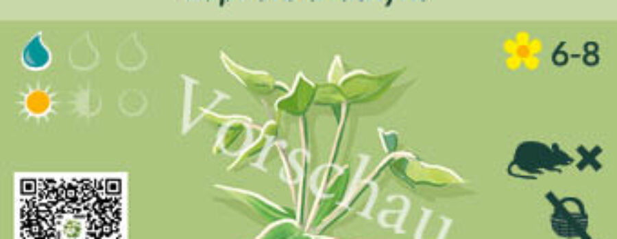 Euphorbia lathyris