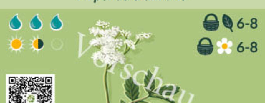 Filipendula ulmaria