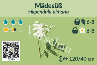 Mädesüß