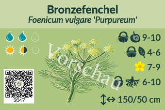 Bronzefenchel