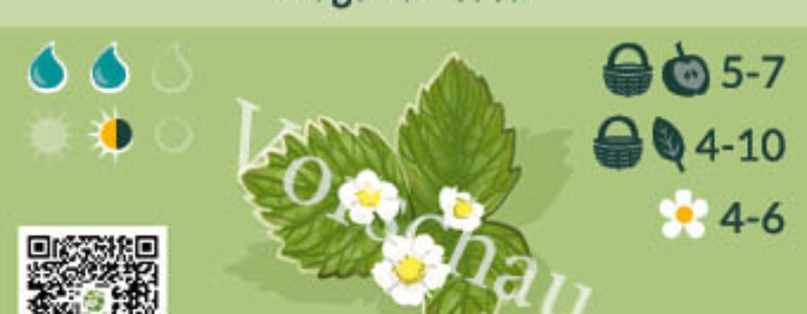 Fragaria vesca