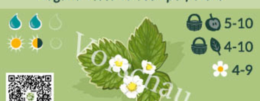 Fragaria vesca var. semperflorens
