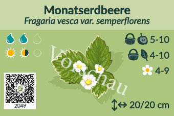 Monatserdbeere