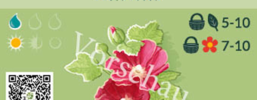 Alcea rosea