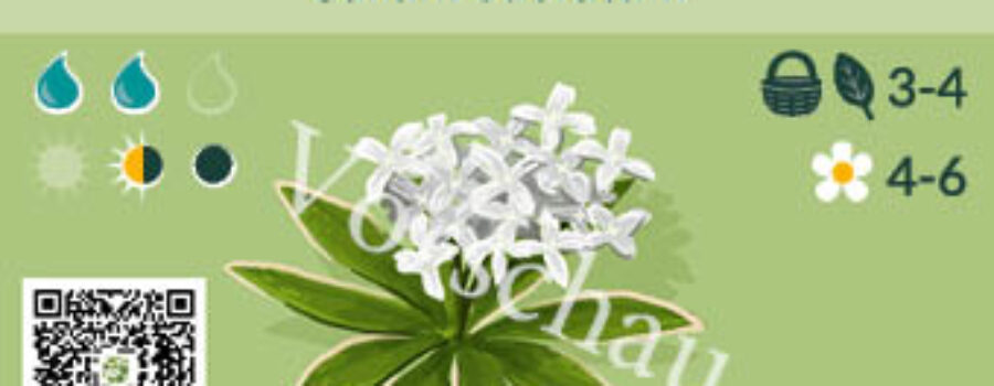 Galium odoratum