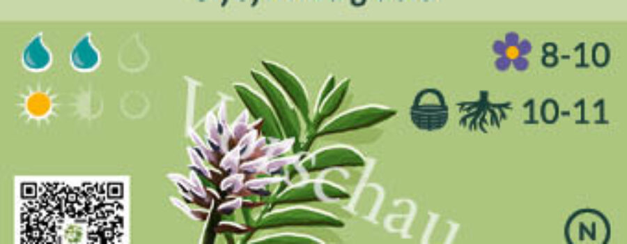 Glycyrrhiza glabra