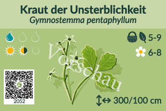 Kraut der Unsterblichkeit