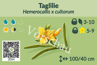 Taglilie