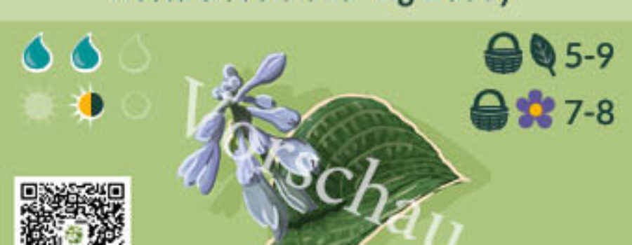 Hosta sieboldiana