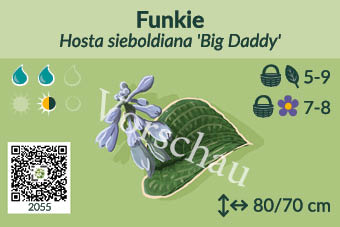 Funkie