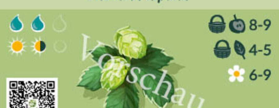 Humulus lupulus
