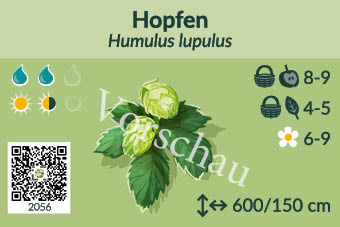 Hopfen