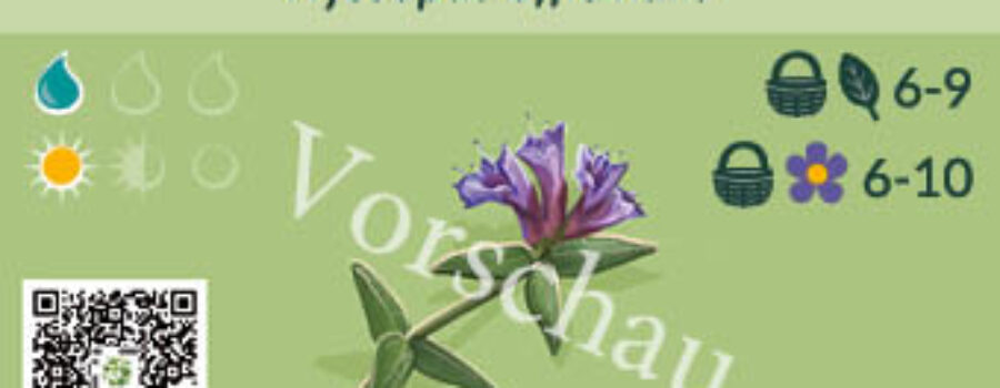 Hyssopus officinalis