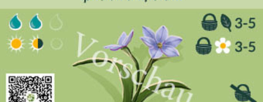 Ipheion uniflorum
