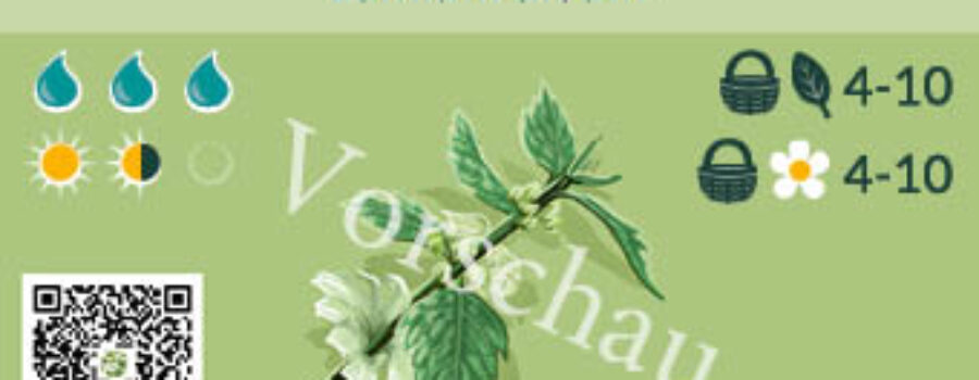 Lamium album