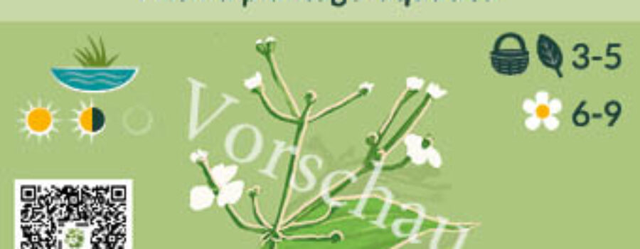 Alisma plantago-aquatica