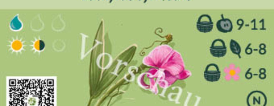 Lathyrus syvestris