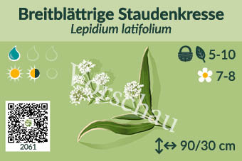 Breitblättrige Staudenkresse